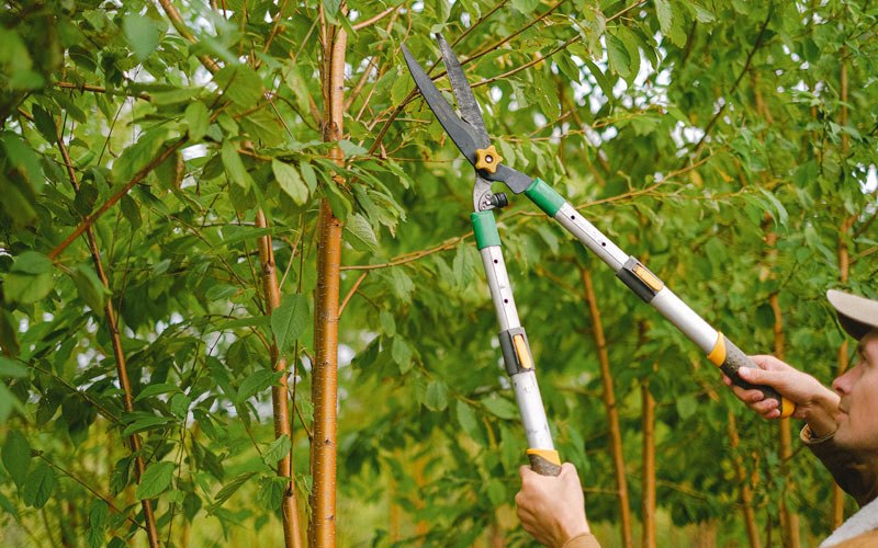 Tree trimming in Farmer City, IL